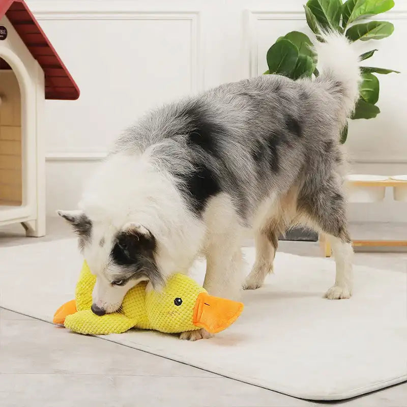 Quakende Plüschente - Langlebiges Kauspielzeug mit Geräuschen für Hunde