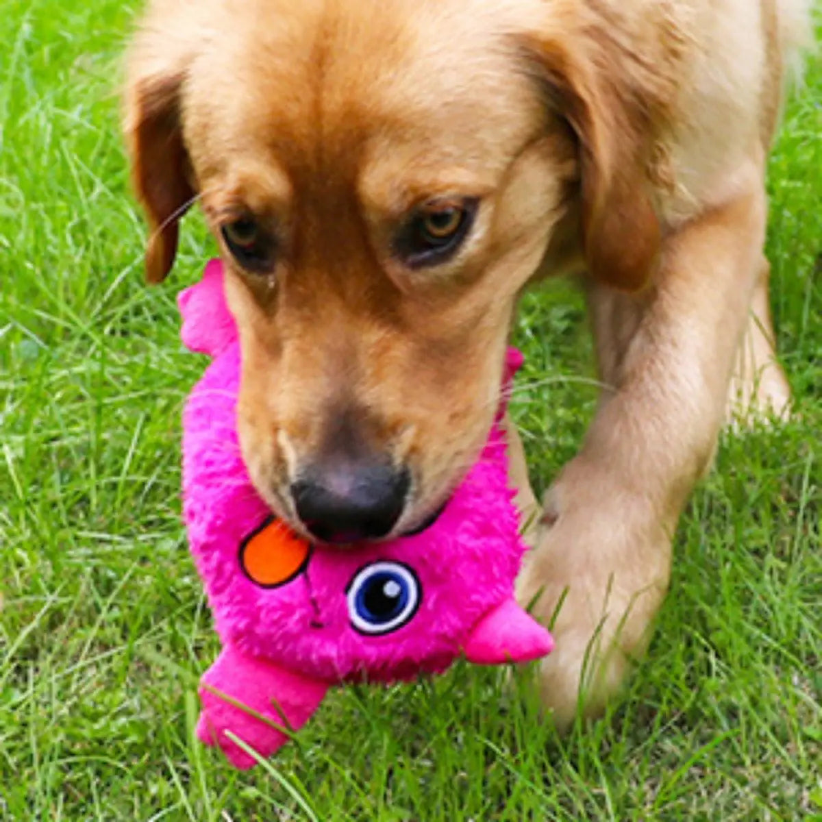 Puffy - der Springende Monsterball - Spielzeug für Hunde