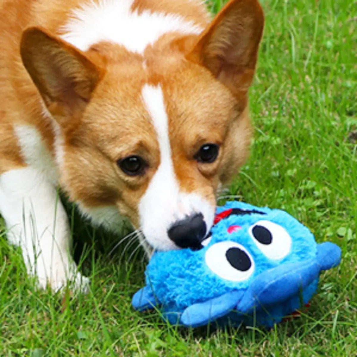Puffy - der Springende Monsterball - Spielzeug für Hunde